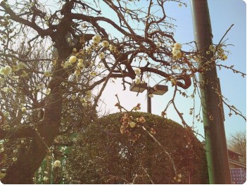 浅草寺の梅の花